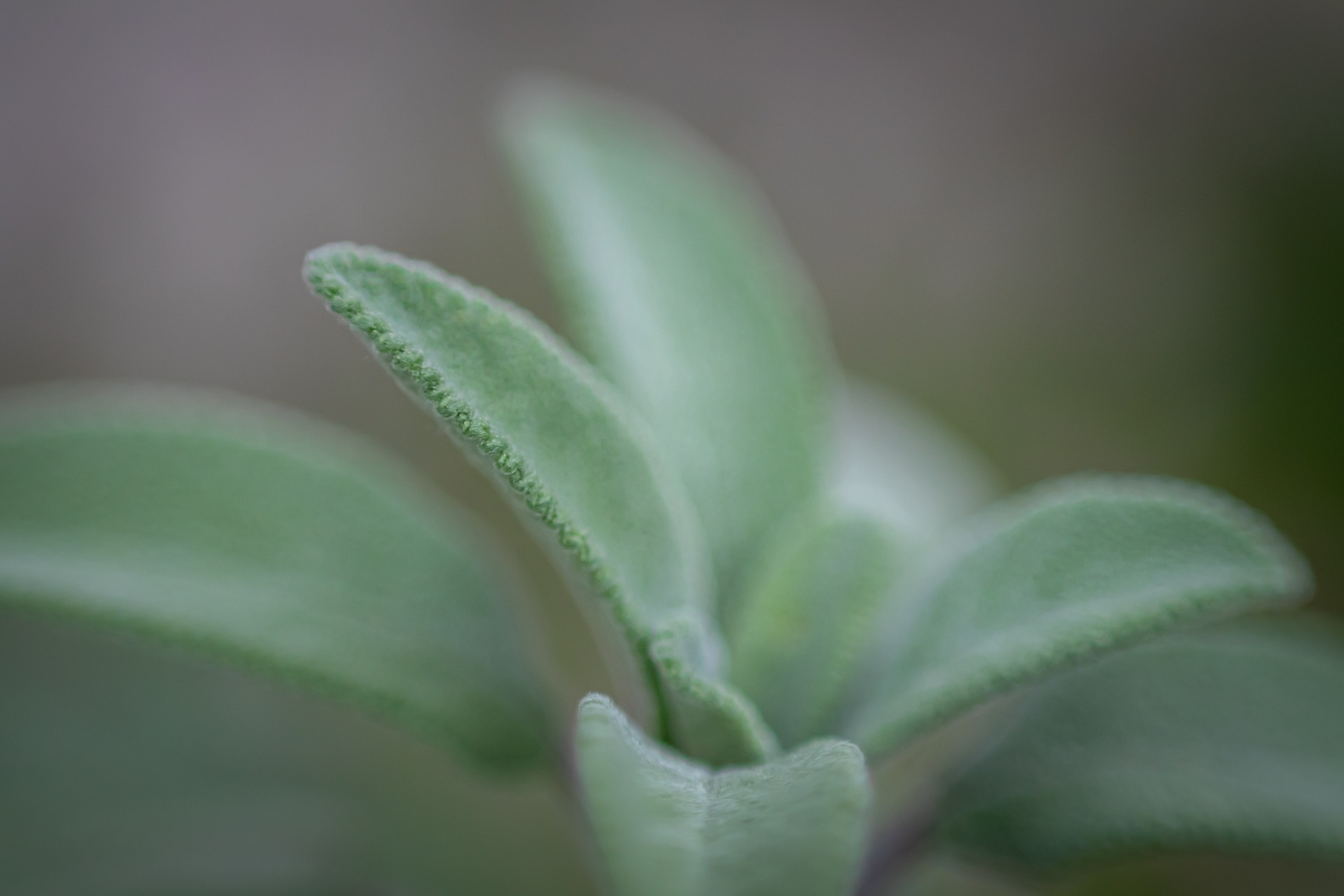 Salbei (Salvia officinalis)