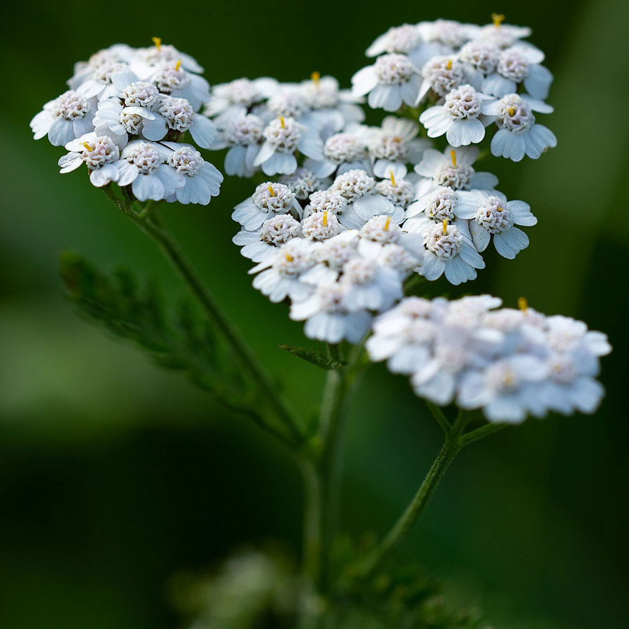 Schafgarbe (Achillea)