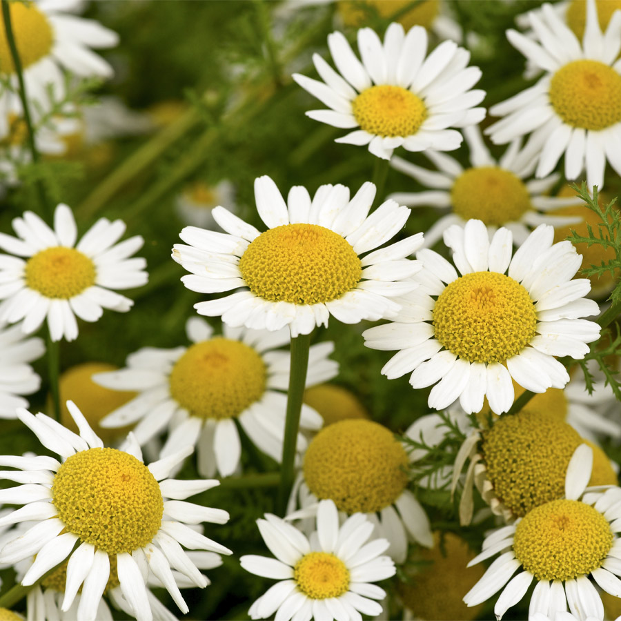 Britta Jöhnk ganzheitliche Behandlung Hildegard von Bingen Kräuterkunde 03 Beifuß (Artemisia vulgaris)