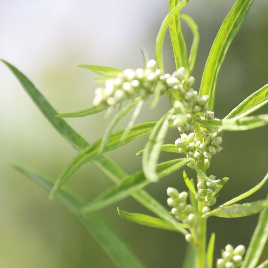 Beifuß (Artemisia vulgaris)