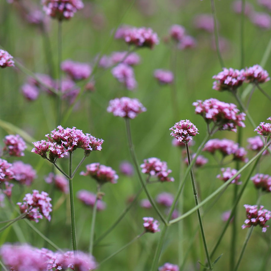 Eisenkraut (Verbena officinalis)