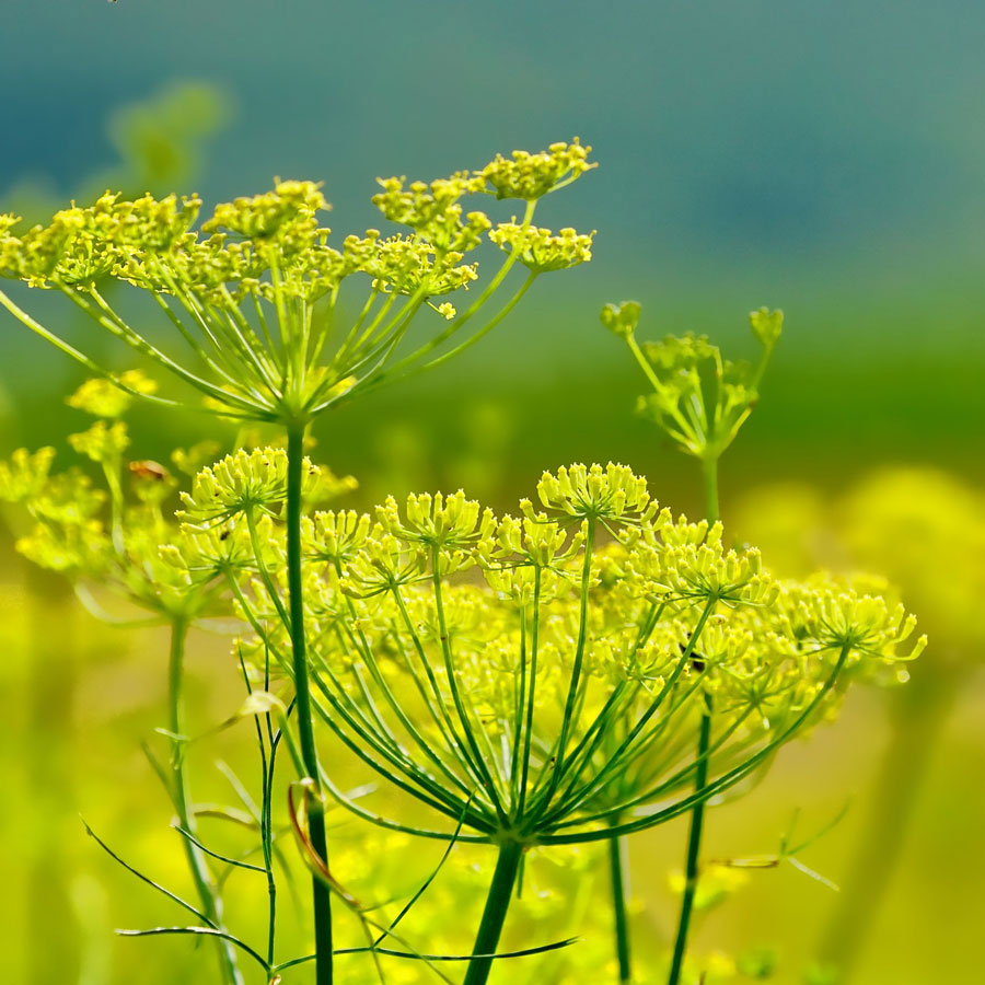 Fenchel (Foeniculum vulgare)